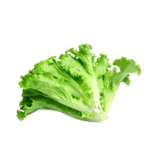 Lettuce