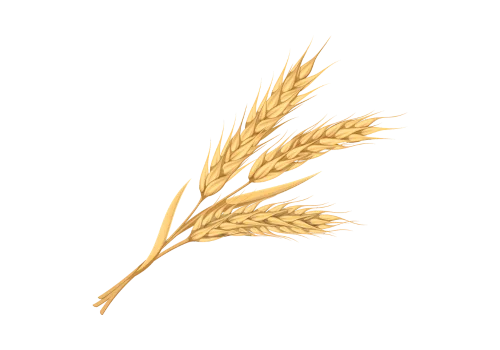 Wheat