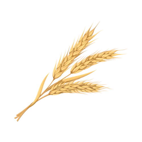 Wheat